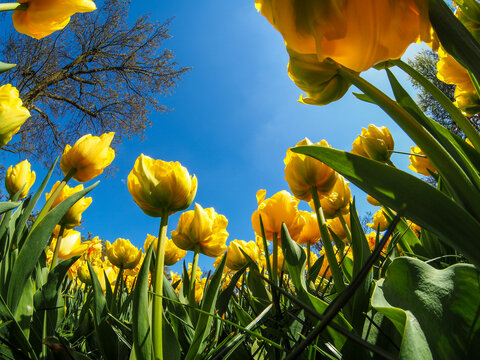 tullips bYellow tulips (Tulipa) blooming under blue sky, copy spacelooming at Keukenhof, The Netherlands