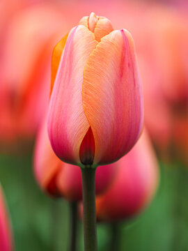 Pink tulip (Tulipa) blooming in spring garden, copy space blooming at Keukenhof, The Netherlands