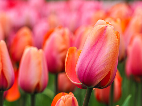 Pink tulips (Tulipa) blooming in field with soft bokeh  Keukenhof, The Netherlands