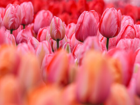 Pink Tulips (Tulipa) field in bloom during spring copy space