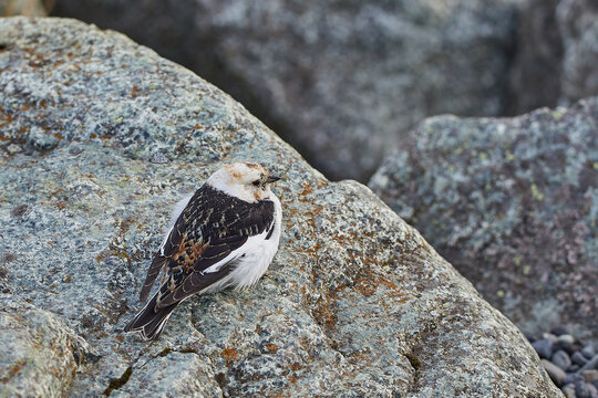 Snow bunting resting on a lichen-covered boulder