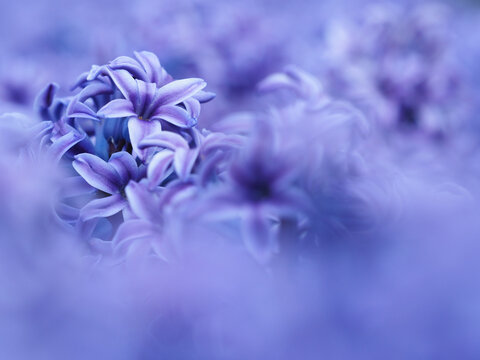 Hyacinth (Hyacinthus orientalis) purple macro bloom copy space