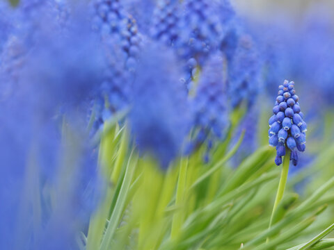 Grape Hyacinth (Muscari armeniacum) blooming in spring copy space