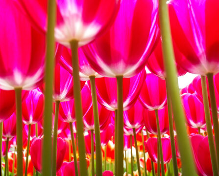 Pink tulips (Tulipa) low angle view against sky copy space, Keukenhoff Netherlands