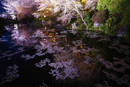 Full Bloom Cherry Blossoms reflecting on Hojo-ike Pond at Kiyomizu-dera Temple, Kyoto, Japan - 日本 京都 清水寺 放生池に映る満開の桜とリフレクション 春の風景