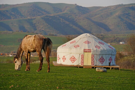 A horse grazes in a green field near the Kazakh national yurt. Traditions, the Nauryz spring festival. Country life.