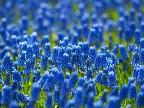 Muscari flowers hyacinths blooming at Keukenhof, The Netherlands
