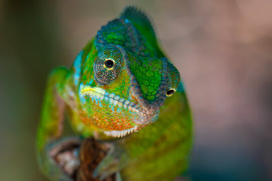 Panther chameleon (Furcifer pardalis) portrait, Palmarium, Madagascar. 