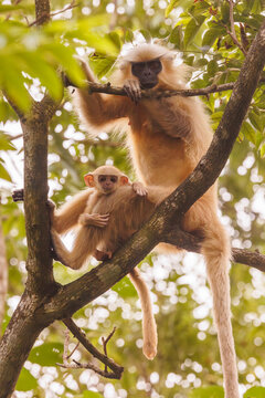 Gee's golden langur (Trachypithecus geei) female with infant sitting in tree, Manas National Park, Assam, India. Endangered. 
