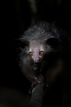 Aye-aye (Daubentonia madagascariensis) portrait, Palmarium, Madagascar. Endangered. 