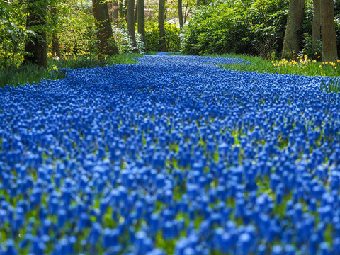 Grape hyacinth (Muscari armeniacum) river in Keukenhof , Netherland