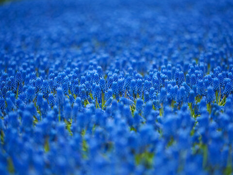 Field of blue grape hyacinth flowers (Muscari) blooming in spring