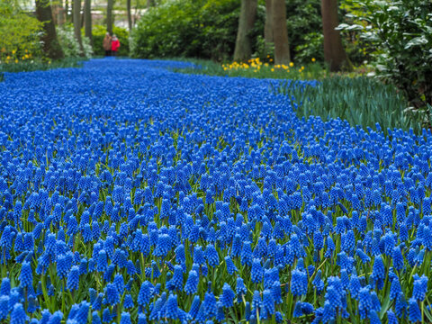 Field of blue grape hyacinth flowers (Muscari) blooming in spring