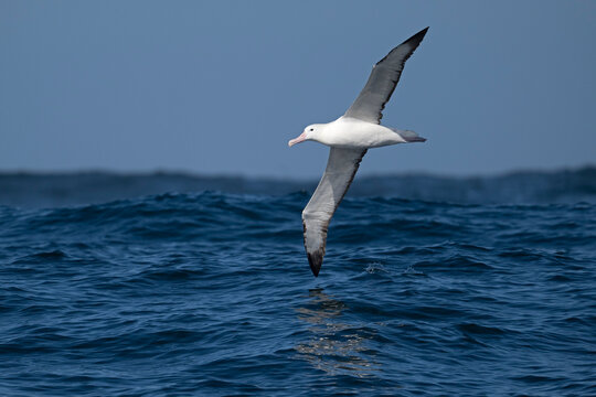 Northern royal albatross (Diomedea sanfordi) in flight over the ocean, Valparaiso region, Chile, Pacific Ocean. Endangered. 