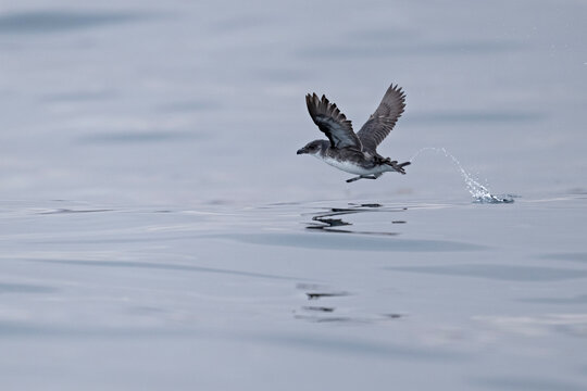 Peruvian diving-petrel (Pelecanoides garnotii) taking off from sea surface, Atacama region, Chile, Pacific Ocean. 