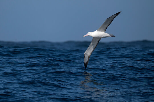 Northern royal albatross (Diomedea sanfordi) in flight over the ocean, Valparaiso region, Chile, Pacific Ocean. Endangered. 
