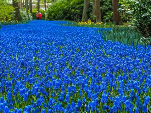 Muscari flowers hyacinths blooming at Keukenhof, The Netherlands copy space