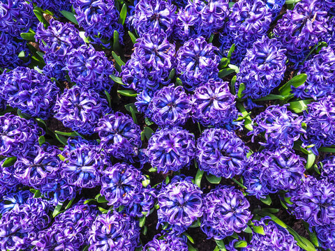 hyacinths blooming at Keukenhof, The Netherlands
