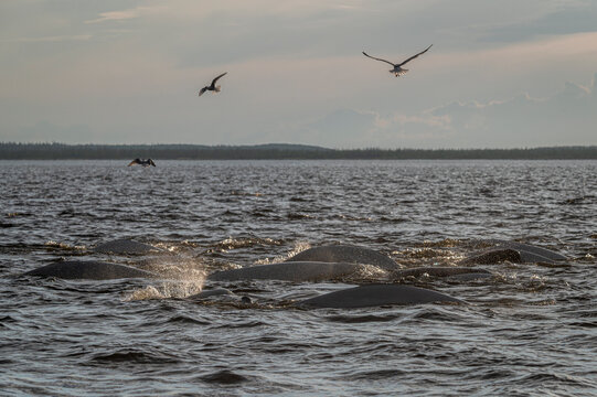 Pods of Beluga whales (Delphinapterus leucas) and flocks of birds including gulls and Arctic terns (Sterna paradisaea) hunting Capelin (Mallotus villosus) in the Churchill River, Manitoba, Canada. 
