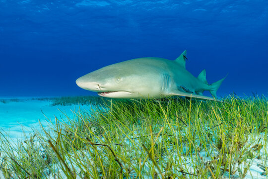 Lemon shark (Negaprion brevirostris) swimming over Manatee grass (Syringodium filiforme) in shallow water, Little Bahama Bank, Grand Bahama Island, Bahamas, Atlantic Ocean. Controlled conditions. 