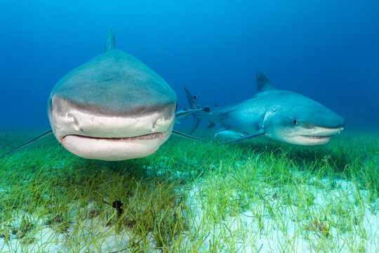 Two Tiger sharks (Galeocerdo cuvier) swimming over Manatee grass (Syringodium filiforme) in shallow water, Little Bahama Bank, Grand Bahama Island, Bahamas, Atlantic Ocean. Controlled conditions. 