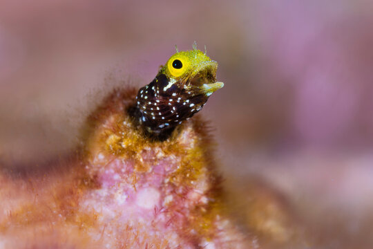 Spinyhead blenny (Acanthemblemaria spinosa) peering out from a hole in a coral reef, with mouth open in a territorial display, East End, Grand Cayman, Cayman Islands, Caribbean Sea. 