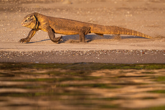 Komodo dragon (Varanus komodensis) patrolling the shoreline, Komodo National Park, Komodo, Indonesia. Endangered. 