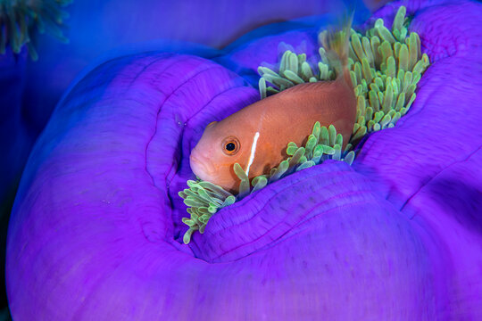 Maldives anemonefish (Amphiprion nigripes) among the tentacles of its host, a Magnificent sea anemone (Heteractis magnifica) on a coral reef, South Ari Atoll, Maldives, Indian Ocean. 