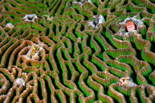 Bath's blenny (Ecsenius bathi) peeking out from a hole in a Brain coral (Platygyra sp.) on a coral reef, Anilao, Batangas marine protected area, Luzon, Philippines, Pacific Ocean. 