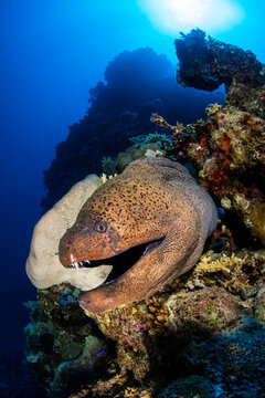 Giant moray eel (Gymnothorax javanicus) emerging from its den in a coral reef, Umm Gamar Reef, Hurghada, Egypt, Red Sea.  