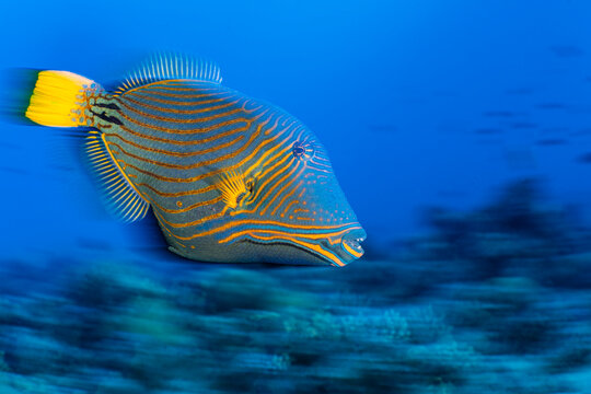 Orange-lined triggerfish (Balistapus undulatus) on a coral reef, Gubal Island, Egypt, Red Sea. 