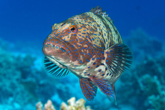 Coral grouper (Plectropomus pessuliferus) portrait, Ras Mohammed National Park, Sinai, Egypt, Red Sea. 