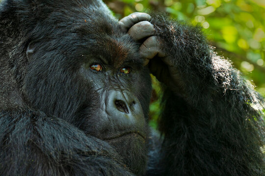 Mountain gorilla (Gorilla beringei beringei) silverback, head portrait, Virunga Volcanoes, Rwanda. Endangered. 
