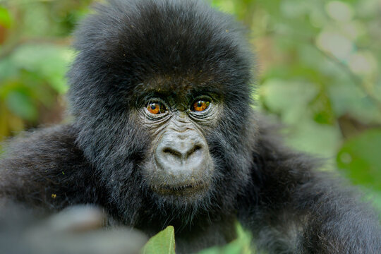 Mountain gorilla (Gorilla beringei beringei) juvenile, head portrait, Virunga Volcanoes, Rwanda. Endangered. 