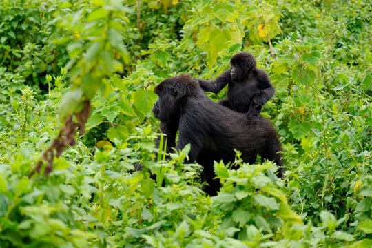 Mountain gorilla (Gorilla beringei beringei) infant sitting on its mother's back, portrait, Virunga Volcanoes, Rwanda. Endangered. 