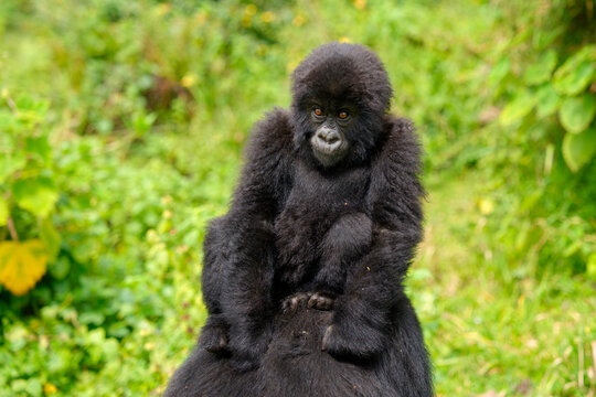 Mountain gorilla (Gorilla beringei beringei) infant sitting on its mothers back, portrait, Virunga Volcanoes, Rwanda. Endangered. 
