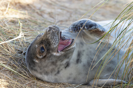 Grey seal (Halichoerus grypus) pup resting on beach, Norfolk, England, UK. January. 