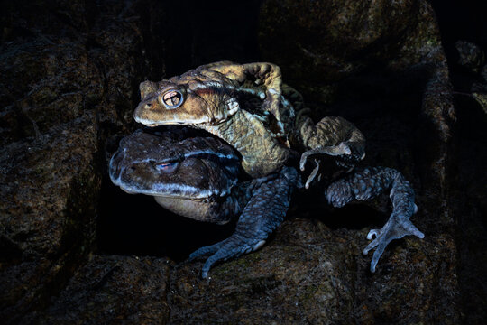 Japanese stream toads (Bufo torrenticola) pair engaged in amplexus, Mie Prefecture, Japan. 