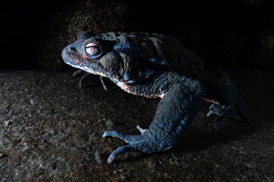 Japanese stream toad (Bufo torrenticola) male standing on a rock in a river, on the lookout for females during the reproductive season. Mie Prefecture, Japan. 
