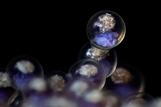 Fat greenling (Hexagrammos otakii) eggs, at x4 life-size magnification. Each egg is between 1mm and 2mm in diameter. Hokkaido, Japan, Pacific Ocean. 