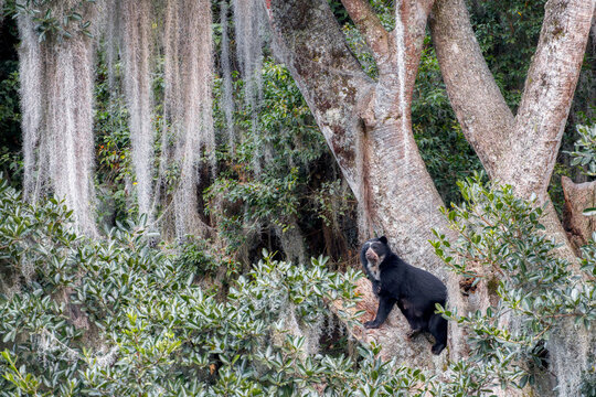 Spectacled bear (Tremarctos ornatus) standing in lichen-covered tree, Ecuador. 
