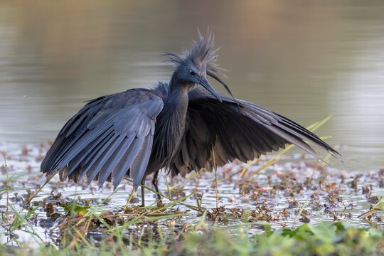 Black egret (Egretta ardesiaca) fishing in river, Allahein river, The Gambia. 