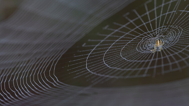 Cricket-bat orbweaver (Mangora acalypha) spider on it's web, Klein Schietveld, Brasschaat, Belgium. May. 