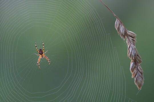 Cross-spider (Araneus diadematus) on it's web, Klein Schietveld, Brasschaat, Belgium. July. 