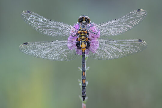  White-faced darter (Leucorrhinia dubia) male, covered in dew, resting on flowerhead, Brasschaat, Belgium. June. 