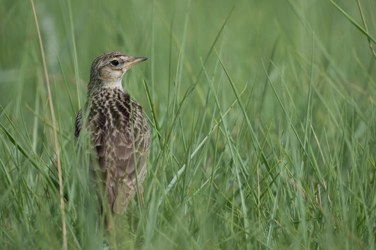 Sky lark (Alauda arvensis) standing among grass, Texel, The Netherlands. July. 