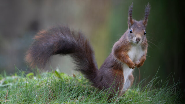 Red squirrel (Sciurus vulgaris) portrait, Brasschaat, Belgium. March. 