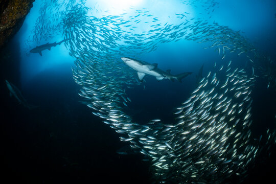 Grey nurse sharks (Carcharias taurus) swimming through shoal of fish, South West Rocks, New South Wales, Australia, Pacific Ocean. Critically endangered. 