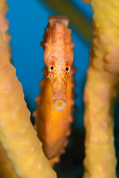 Potbelly seahorse (Hippocampus abdominalis) looking surprised, camouflaged amongst Sea tulip sponges (Pyura sp.), Kurnell, New South Wales, Australia, Pacific Ocean. 