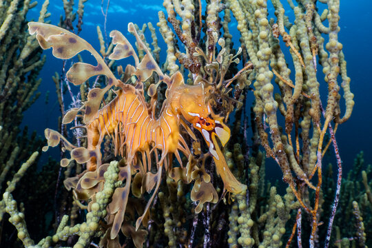 Leafy seadragon (Phycodurus eques) camouflaged amongst corkweed algae, Second Valley, Fleurieu Peninsula, South Australia, Great Australian Bight. 